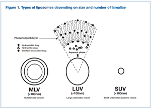 BioCeuticals Liposomal C Types of Liposomes | HealthMasters