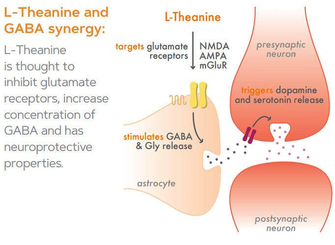GABA + L-Theanine 